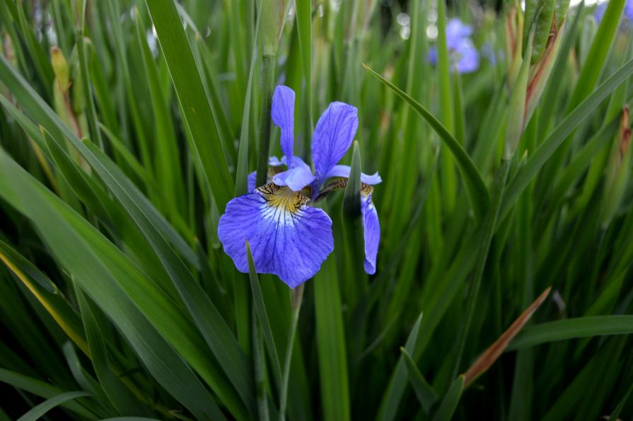 Single Iris