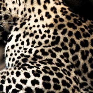 leopardo