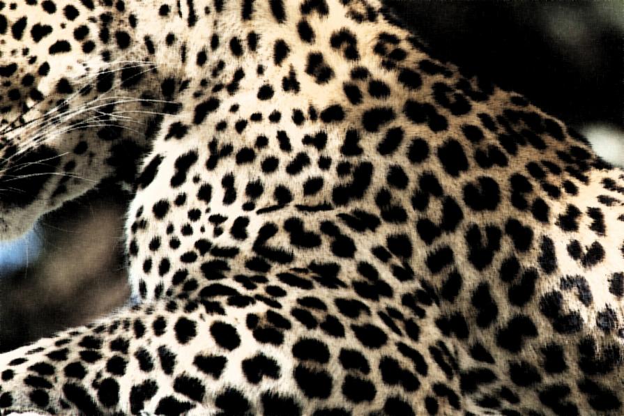 leopardo