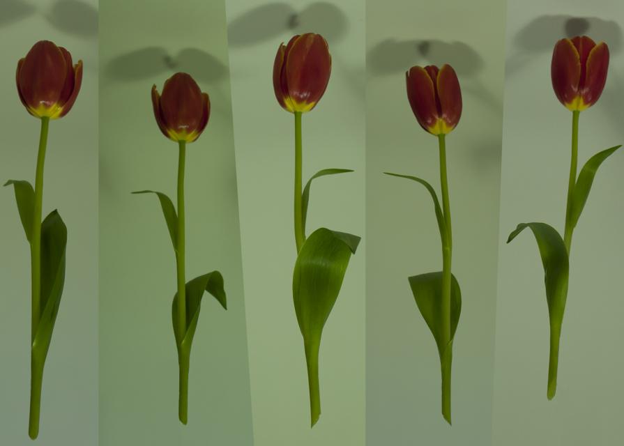 Tulips