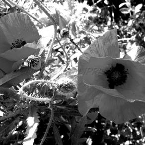 Red Poppies