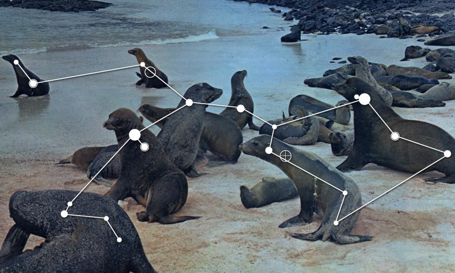 Costellazione delle Galapagos