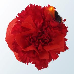 In-naturale_Carnation flower, fire