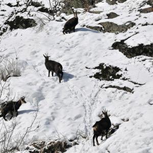 Italy. Val d'Aosta. White and his reflexes