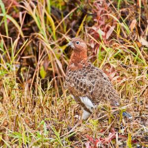 USA. Alaska 1/3. Life forms