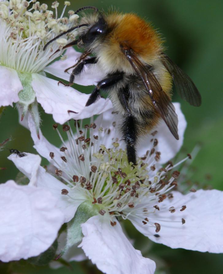 Worker Bee 19-08-2012