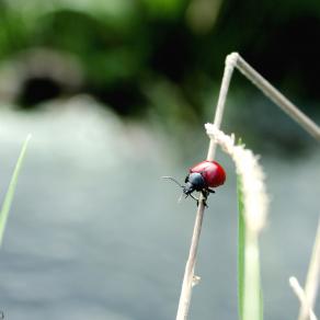 CHRYSOLINA GROSSA