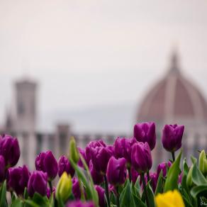 Tulipani a Firenze