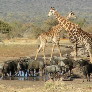 South Africa. Un/natural colors