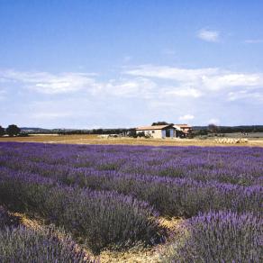 lavender field