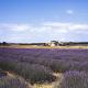 lavender field