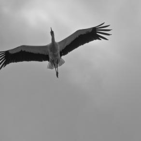 Le Signore Dei Cieli