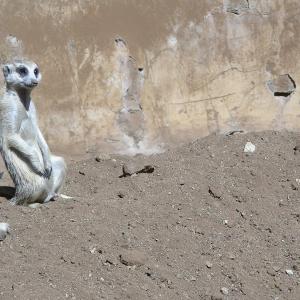 South Africa. Animals