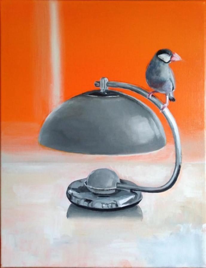 Java Sparrow perched on lamp shade