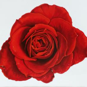 "RED ROSE II"