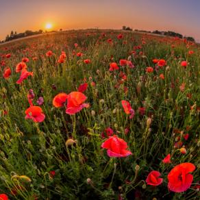 A World of Tulips