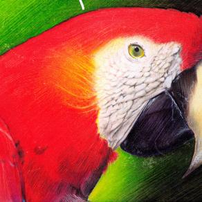 red parrot