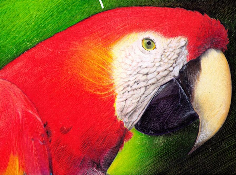 red parrot