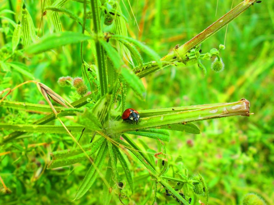 Coccinella