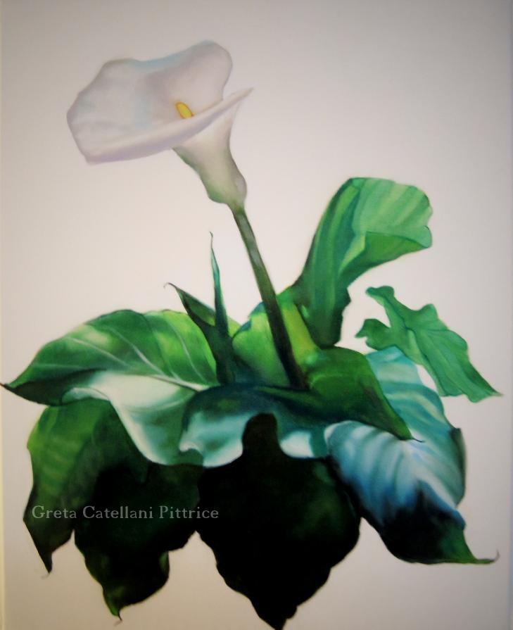 Calla