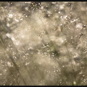 FLOW Prior Park 325 (Translucent)