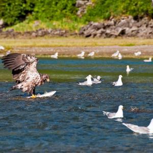 USA. Alaska 1/3. Life forms