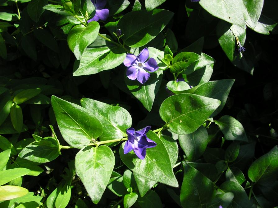 vinca major