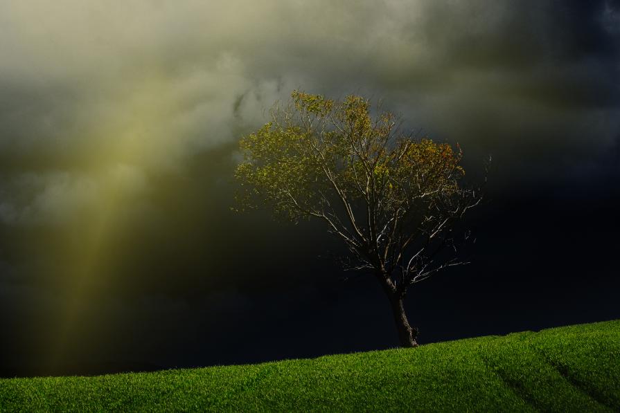 L'albero solitario