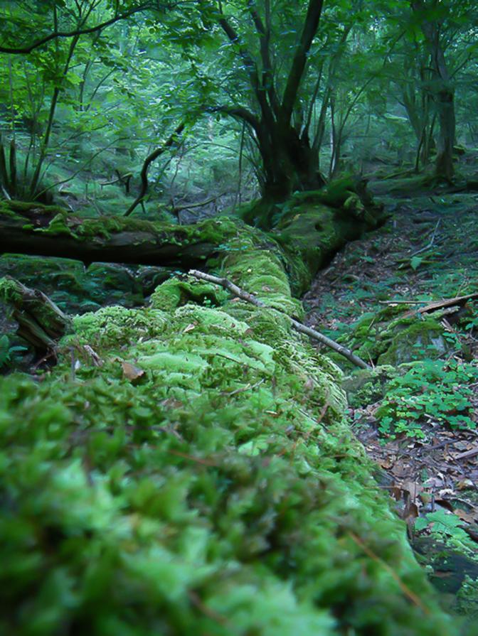 La Bella Addormentata