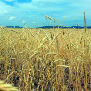 Make hay while the sun shines