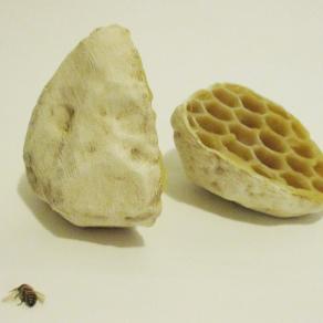 Honeycomb