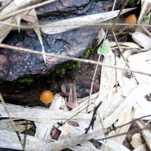 Mushrooms of the Serra Azul.