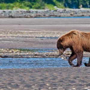 USA. Alaska 1/3. Life forms