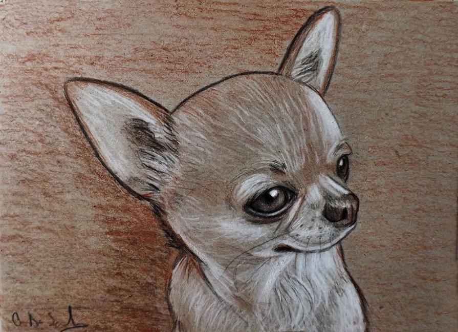 chihuahua 