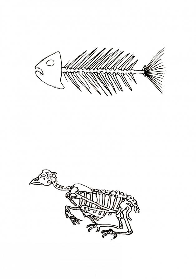 Studi naturalistici - 6 anni