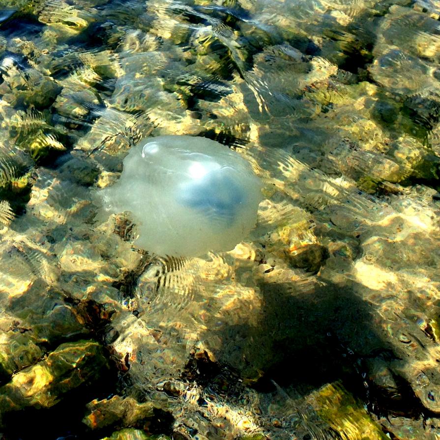 Jellyfish @ Haifa Beach