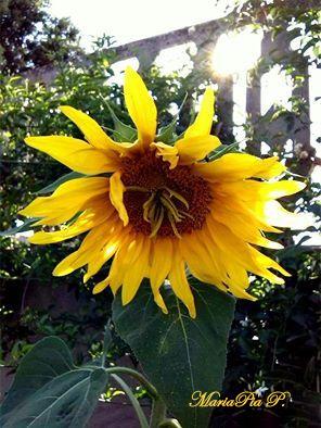 Girasole