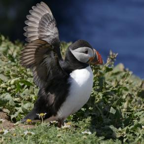 Puffin 2