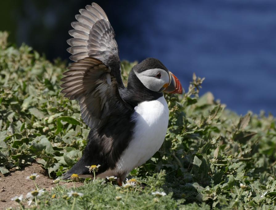 Puffin 2