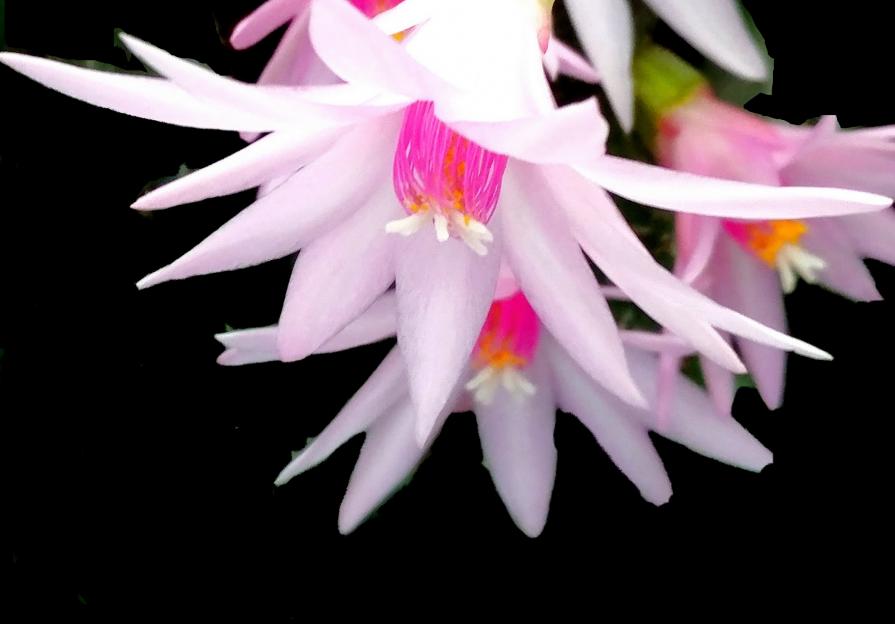 My Cactus in Bloom