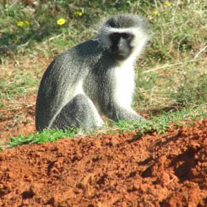 South Africa. Animals