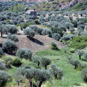 Italy. Calabria. Countryside