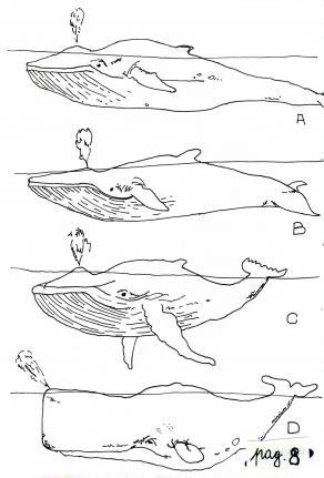 Whales, pag.8