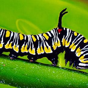 "DANAUS GILIPPUS CATERPILLAR"