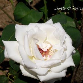 The white rose